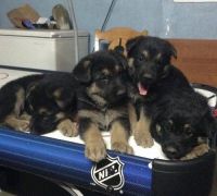 German Shepherd Puppies for sale in Lititz, PA 17543, USA. price: $500
