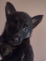 German Shepherd Puppies for sale in 6420 Delta Dr #54, Niagara Falls, ON L2H 2X8, Canada. price: NA