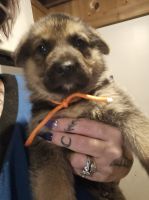 German Shepherd Puppies for sale in Chagrin Falls, OH 44023, USA. price: $300