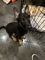 German Shepherd Puppies for sale in Roanoke, VA, USA. price: $450