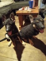 German Shepherd Puppies for sale in Rossville, GA 30741, USA. price: NA