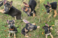 German Shepherd Puppies for sale in Fort Wayne, IN 46807, USA. price: $600