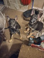 German Shepherd Puppies for sale in Philadelphia County, Philadelphia, PA, USA. price: $550
