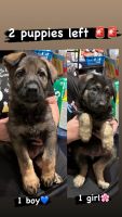 German Shepherd Puppies for sale in Westerville, OH 43081, USA. price: $450
