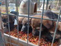 German Shepherd Puppies for sale in NC-150, Salisbury, NC, USA. price: $50,000