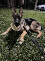 German Shepherd Puppies for sale in Orlando, FL, USA. price: $400