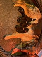 German Shepherd Puppies for sale in Calhan, CO 80808, USA. price: $2,100