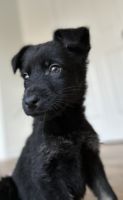 German Shepherd Puppies for sale in Reynoldsburg, OH, USA. price: $1,000