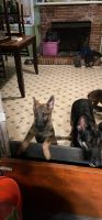 German Shepherd Puppies for sale in Roanoke Rapids, NC 27870, USA. price: $1,000
