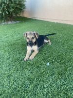 German Shepherd Puppies for sale in Victorville, CA 92392, USA. price: $600