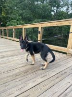 German Shepherd Puppies for sale in High Point, NC, USA. price: $300