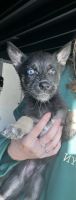 German Shepherd Puppies for sale in Menifee, CA, USA. price: $200