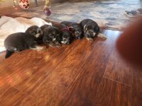 German Shepherd Puppies for sale in Riverside, CA, USA. price: $800