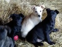 German Shepherd Puppies for sale in Dover, PA 17315, USA. price: $200