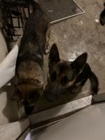 German Shepherd Puppies for sale in Dallas, TX, USA. price: $600
