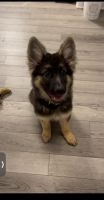 German Shepherd Puppies for sale in Greenville, SC, USA. price: $700