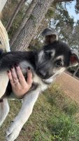 German Shepherd Puppies for sale in Chadbourn, NC 28431, USA. price: $500
