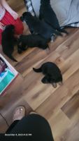 German Shepherd Puppies for sale in Sioux Falls, SD 57103, USA. price: $800