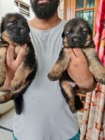 German Shepherd Puppies for sale in Hyderabad, Telangana, India. price: 17,000 INR