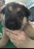 German Shepherd Puppies for sale in Dundalk, MD 21222, USA. price: $800