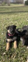 German Shepherd Puppies for sale in Bucyrus, OH 44820, USA. price: $800