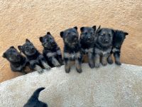 German Shepherd Puppies for sale in Tucson, AZ, USA. price: $400