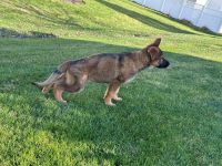 German Shepherd Puppies for sale in Strongsville, Ohio. price: NA