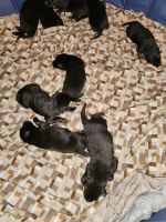 German Shepherd Puppies for sale in Mooresville, North Carolina. price: NA