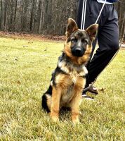 German Shepherd Puppies for sale in Lincolnton, NC 28092, USA. price: $1,200