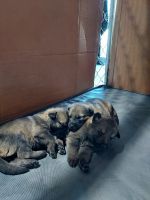 German Shepherd Puppies for sale in Bennett, Colorado. price: $1,200