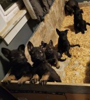 German Shepherd Puppies for sale in Orting, Washington. price: $30,000