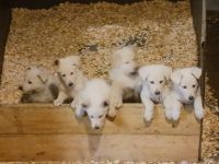 German Shepherd Puppies for sale in Glens Falls, New York. price: $500