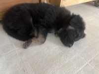 German Shepherd Puppies for sale in Highland, IL 62249, USA. price: NA