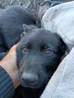 German Shepherd Puppies for sale in Fresno, California. price: $200