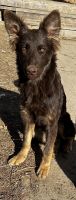 German Shepherd Puppies for sale in Loveland, Colorado. price: $90,000
