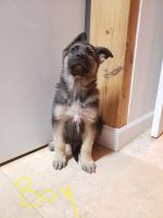 German Shepherd Puppies for sale in Doyle, Tennessee. price: $400