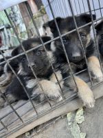 German Shepherd Puppies for sale in 746 N Philadelphia St, Anaheim, CA 92805, USA. price: $350