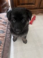 German Shepherd Puppies for sale in Highland, IL 62249, USA. price: $800