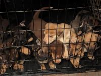 German Shepherd Puppies for sale in Stockton, California. price: $300