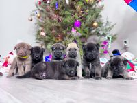 German Shepherd Puppies for sale in Orlando, FL, USA. price: $1,500