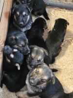 German Shepherd Puppies for sale in Hixson, Chattanooga, TN, USA. price: NA