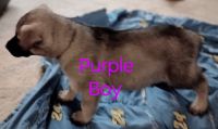 German Shepherd Puppies for sale in French Lick, Indiana. price: $800