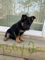 German Shepherd Puppies for sale in Franklinton, North Carolina. price: $200