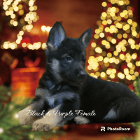 German Shepherd Puppies for sale in Tony, WI, USA. price: $600