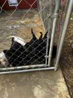 German Shepherd Puppies for sale in Chapin, South Carolina. price: $300