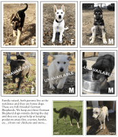 German Shepherd Puppies for sale in Muldrow, OK 74948, USA. price: $100