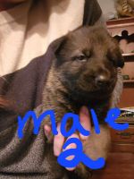 German Shepherd Puppies for sale in Madison, Indiana. price: $500