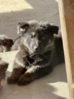 German Shepherd Puppies for sale in Plainview, Texas. price: $450