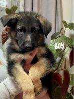 German Shepherd Puppies for sale in Oswego, New York. price: $700