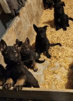 German Shepherd Puppies for sale in Orting, Washington. price: $250